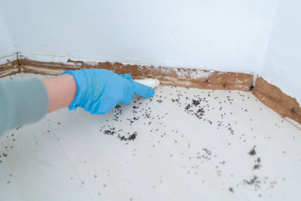 Best Termite Control Services  in Pine Grove, PA